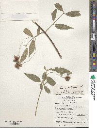 Euonymus frigidus image