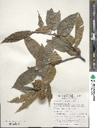 Castanea henryi image