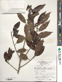 Ilex chinensis image