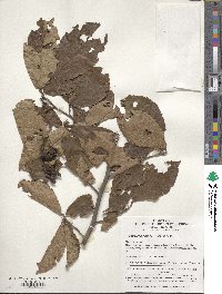 Image of Fortunearia sinensis