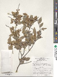 Ulmus parvifolia image