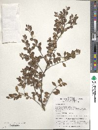 Image of Myrsine africana