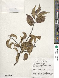 Symplocos paniculata image