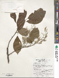 Image of Pterostyrax psilophyllus