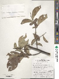 Styrax fortunei image