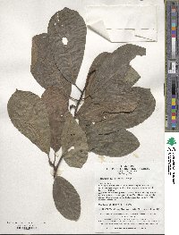 Magnolia acuminata image