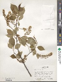 Prunus serotina image