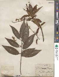 Prunus serotina image