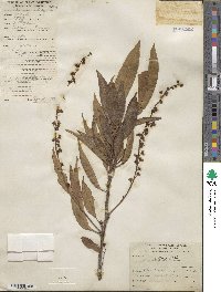 Prunus serotina image