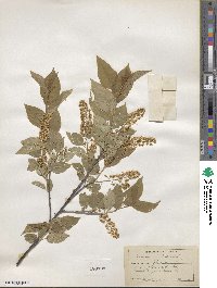 Prunus serotina image