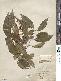 Prunus serotina image
