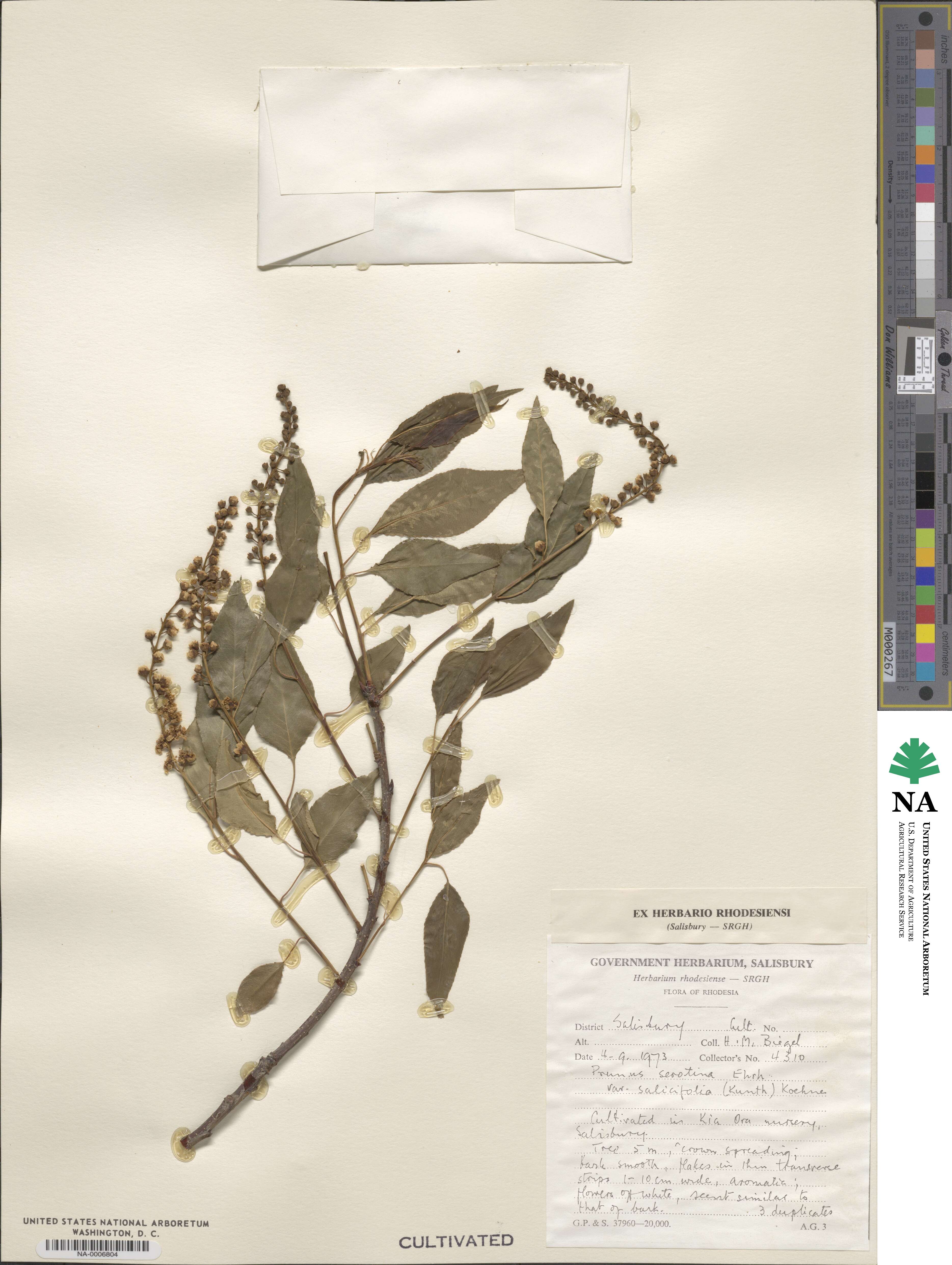 Prunus serotina var. salicifolia image