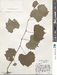 Vitis rupestris image