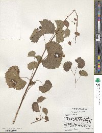 Vitis rupestris image