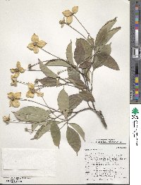 Cornus capitata image