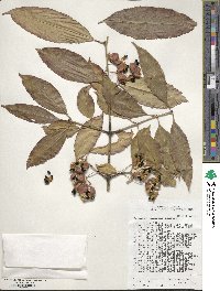 Image of Euonymus carnosus