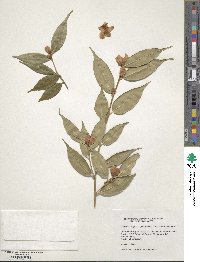 Image of Camellia cuspidata