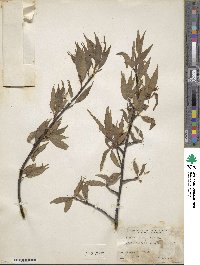 Prunus serrula image