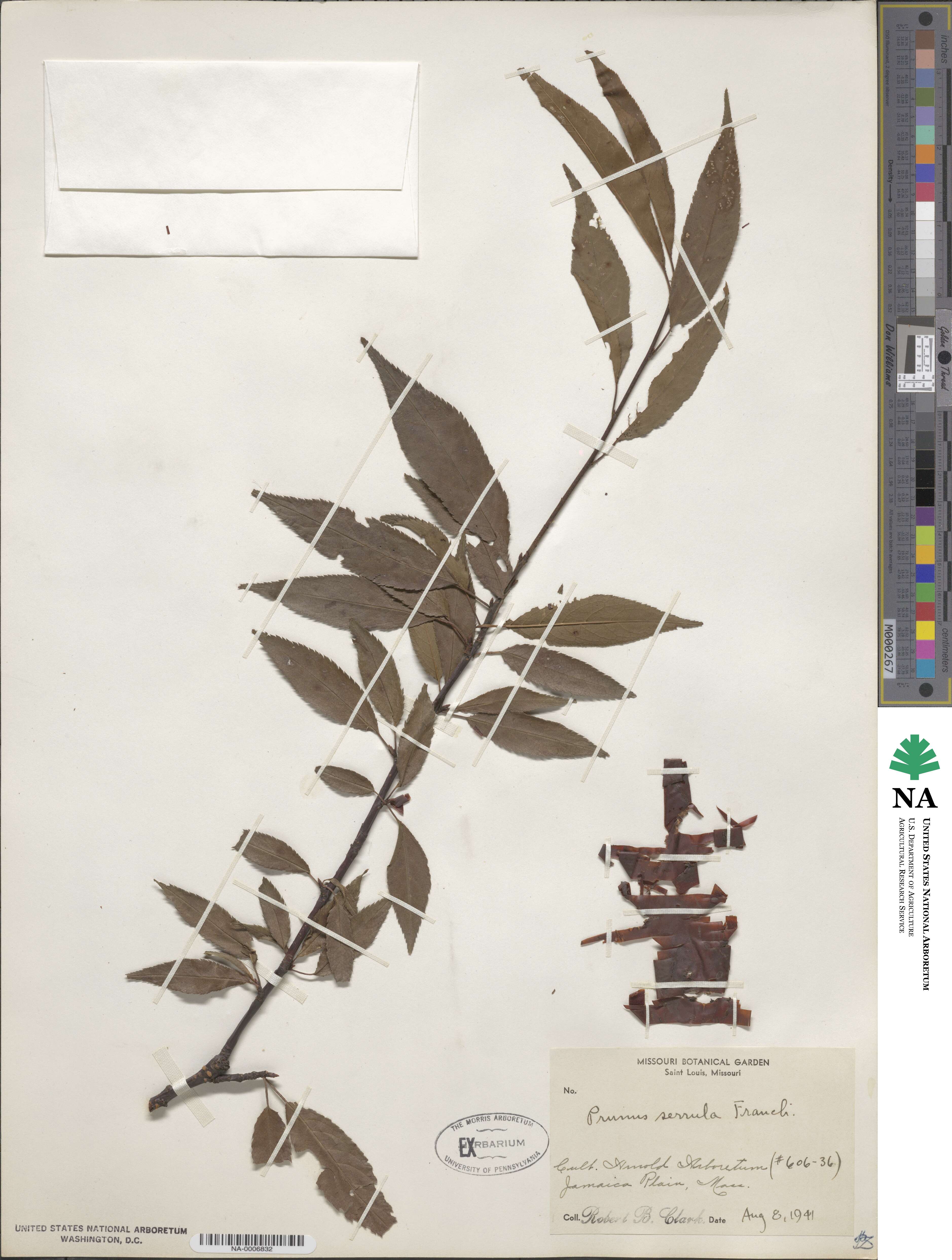 Prunus serrula image