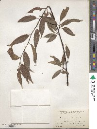 Prunus serrula image