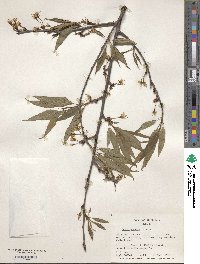 Prunus serrula image