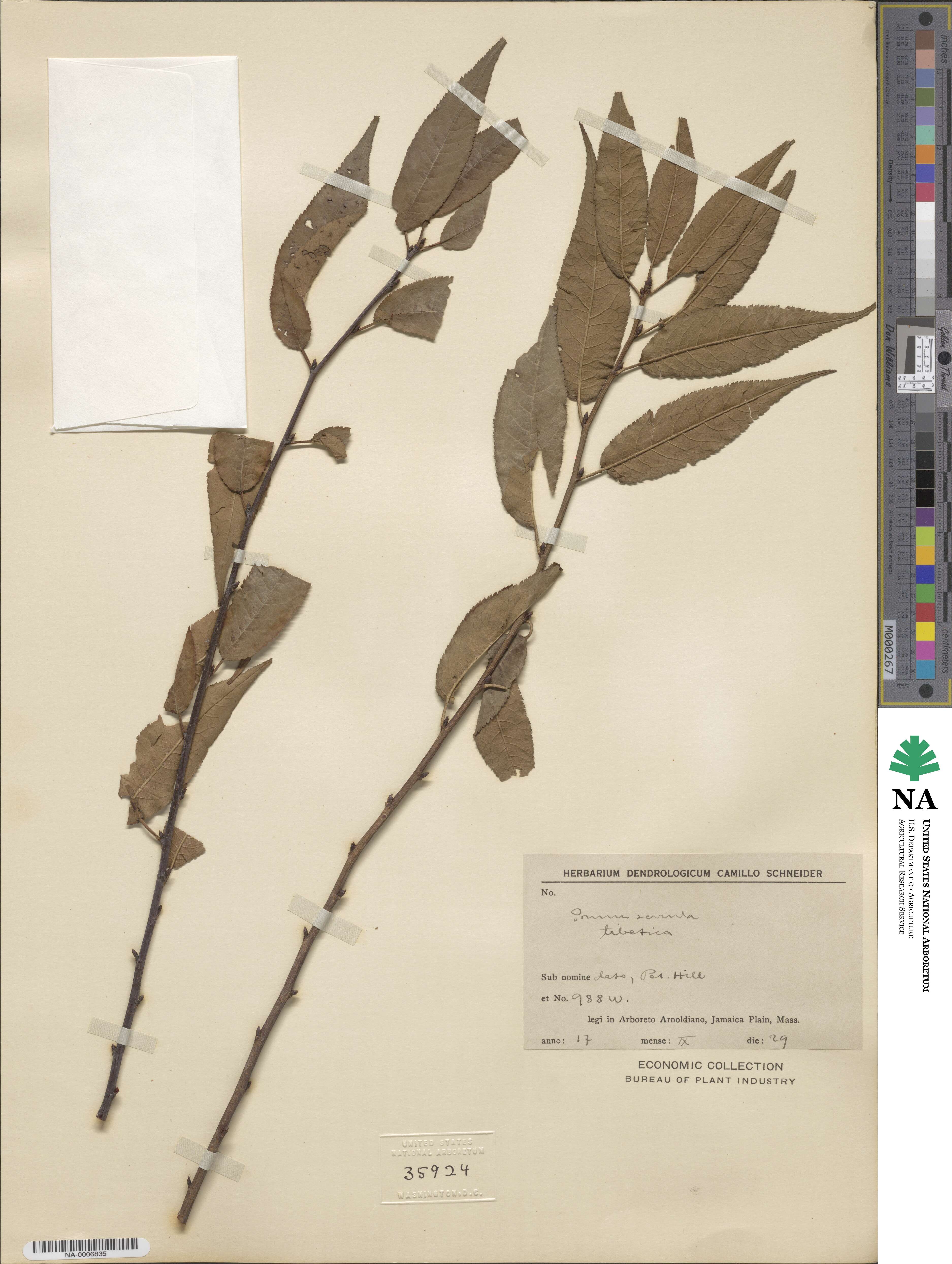 Prunus serrula image