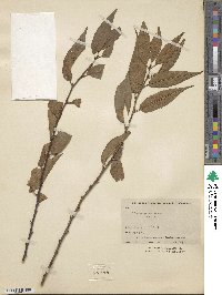 Prunus serrula image