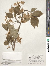 Prunus serrulata image