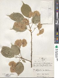 Prunus serrulata image