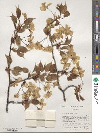 Prunus serrulata image