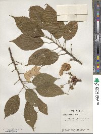 Prunus serrulata image