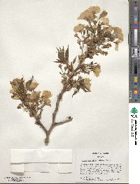 Prunus serrulata image