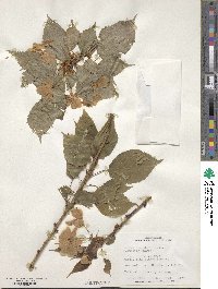 Prunus serrulata image