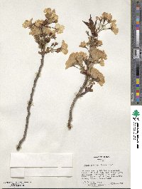 Prunus serrulata image