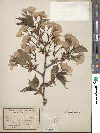 Prunus speciosa image