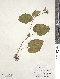 Begonia grandis subsp. sinensis image