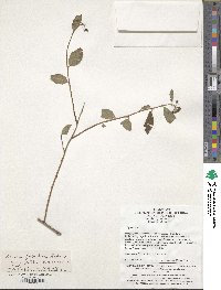 Spiraea fritschiana image