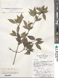 Viburnum erosum image