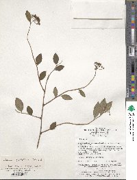 Image of Spiraea fritschiana