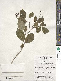 Symplocos paniculata image