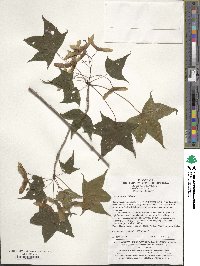 Acer pictum image