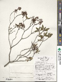 Rhododendron micranthum image