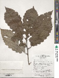 Quercus aliena image