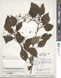 Viburnum betulifolium image