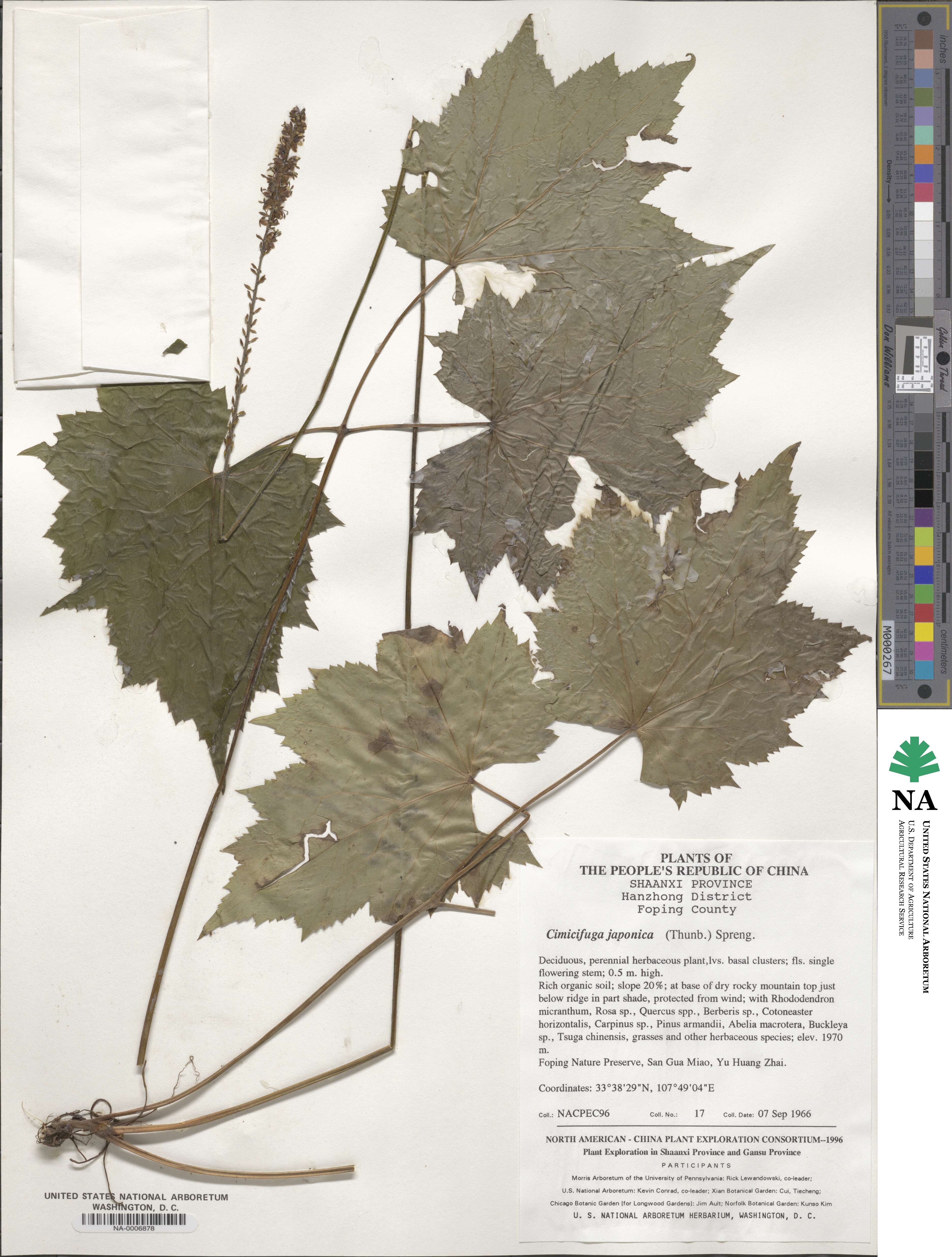 Actaea japonica image