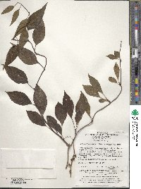 Image of Schisandra lancifolia