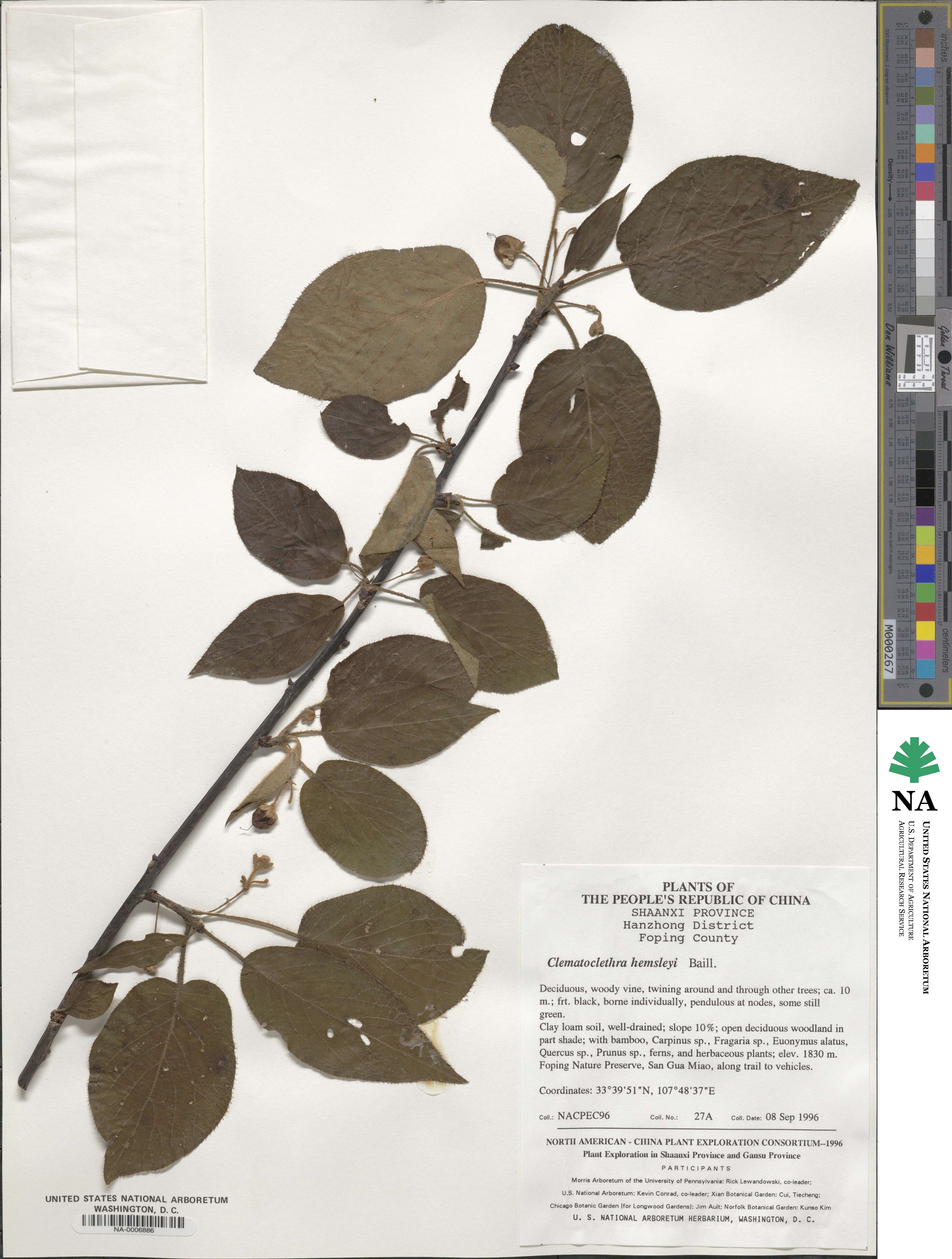 Clematoclethra scandens subsp. hemsleyi image