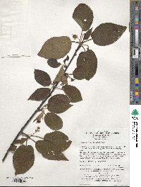 Clematoclethra scandens subsp. hemsleyi image