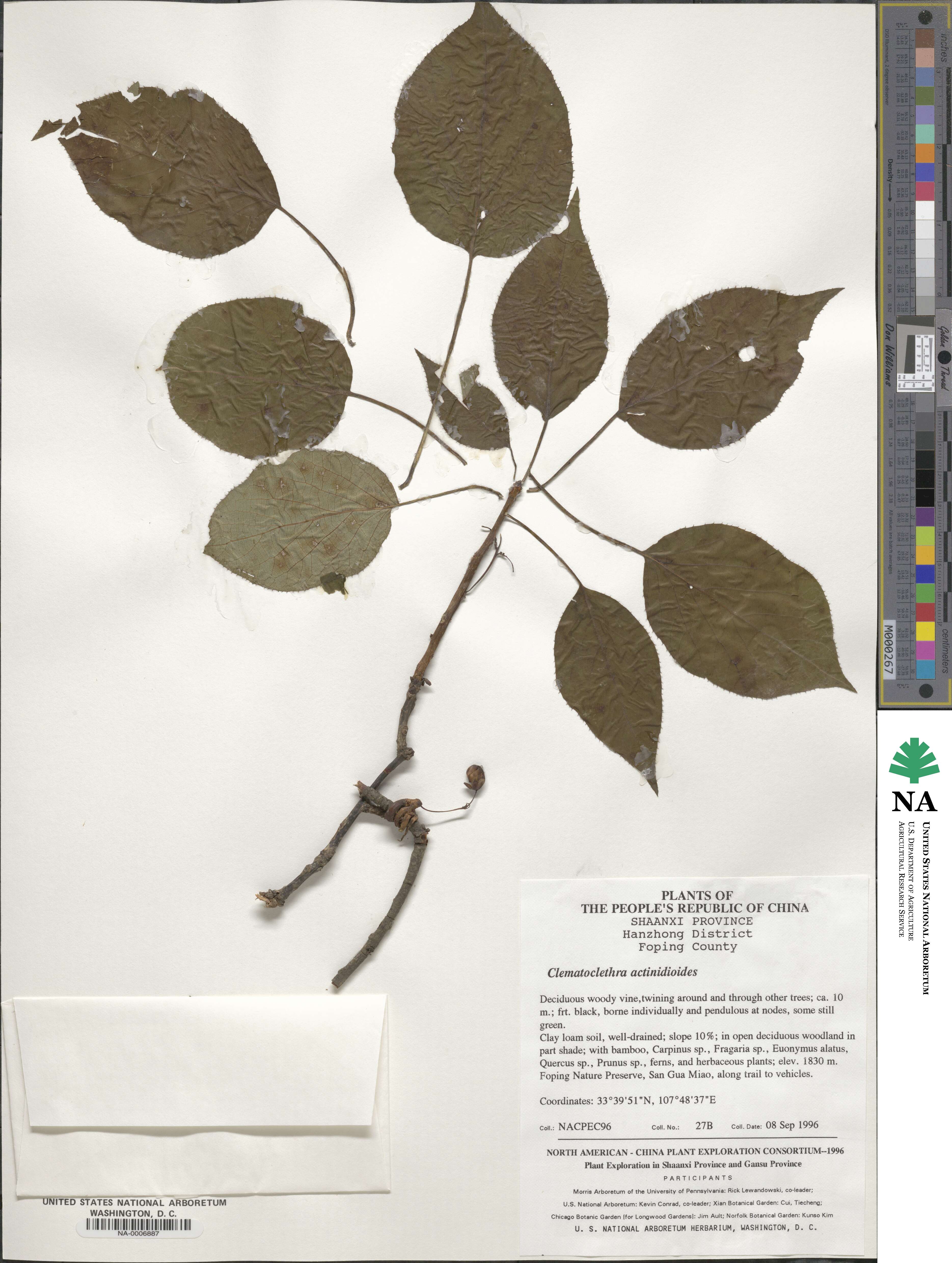 Clematoclethra scandens subsp. actinidioides image