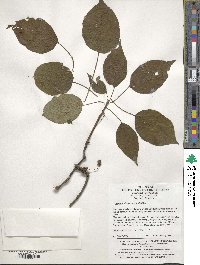 Clematoclethra scandens image